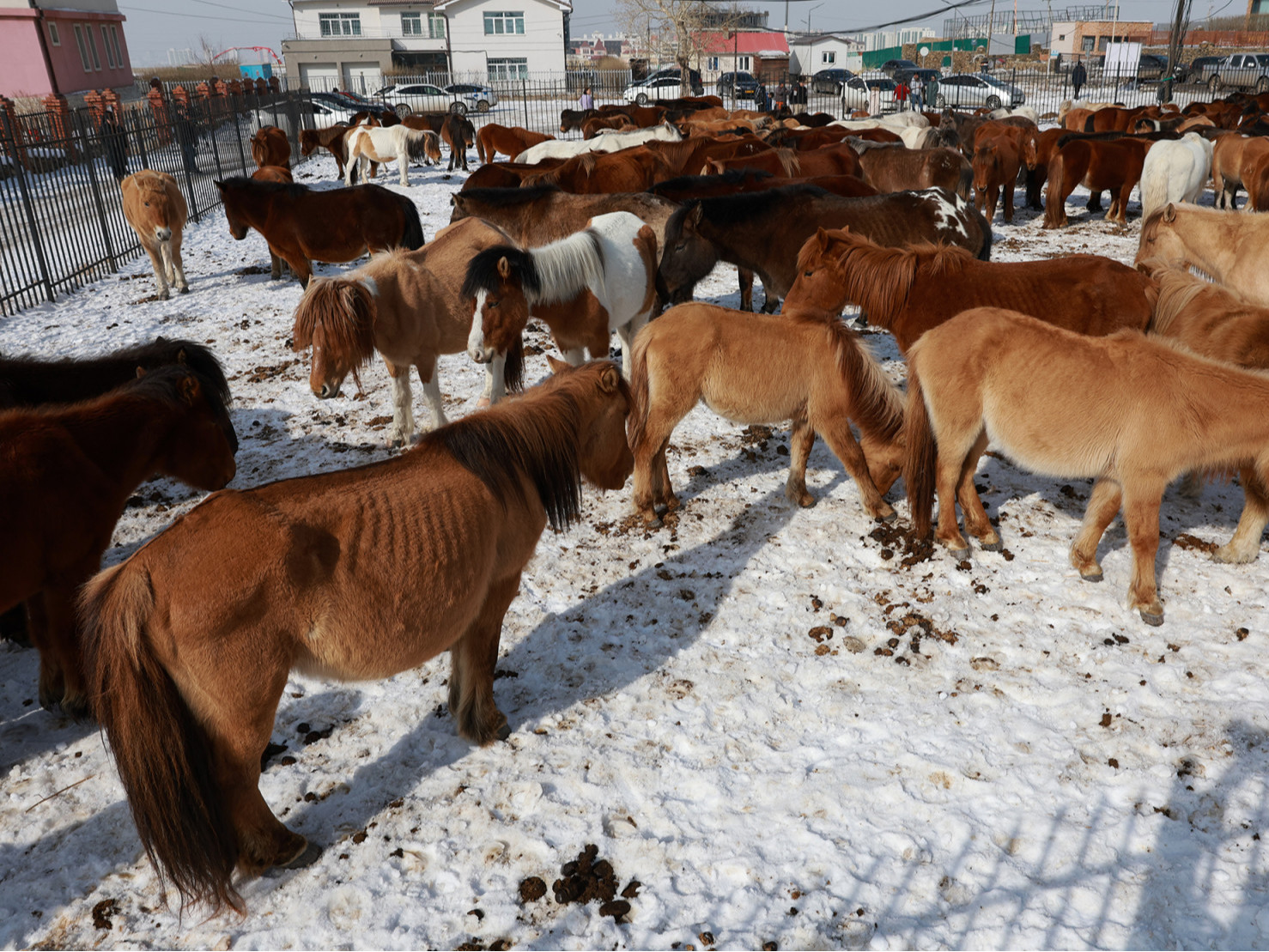 Суурьшлын бүсээс 3051 толгой мал гаргаж, эздэд нь хүлээлгэн өгчээ