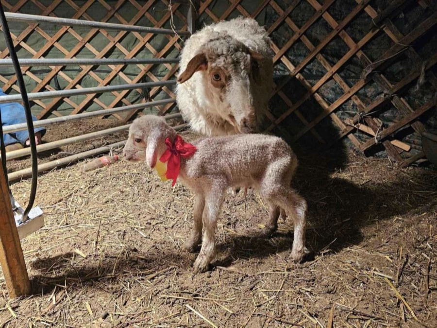 Австралийн нарийн ноост "Мерино" үүлдрийн үрийг монгол хонинд суулгаж, 30 толгой хурга авчээ