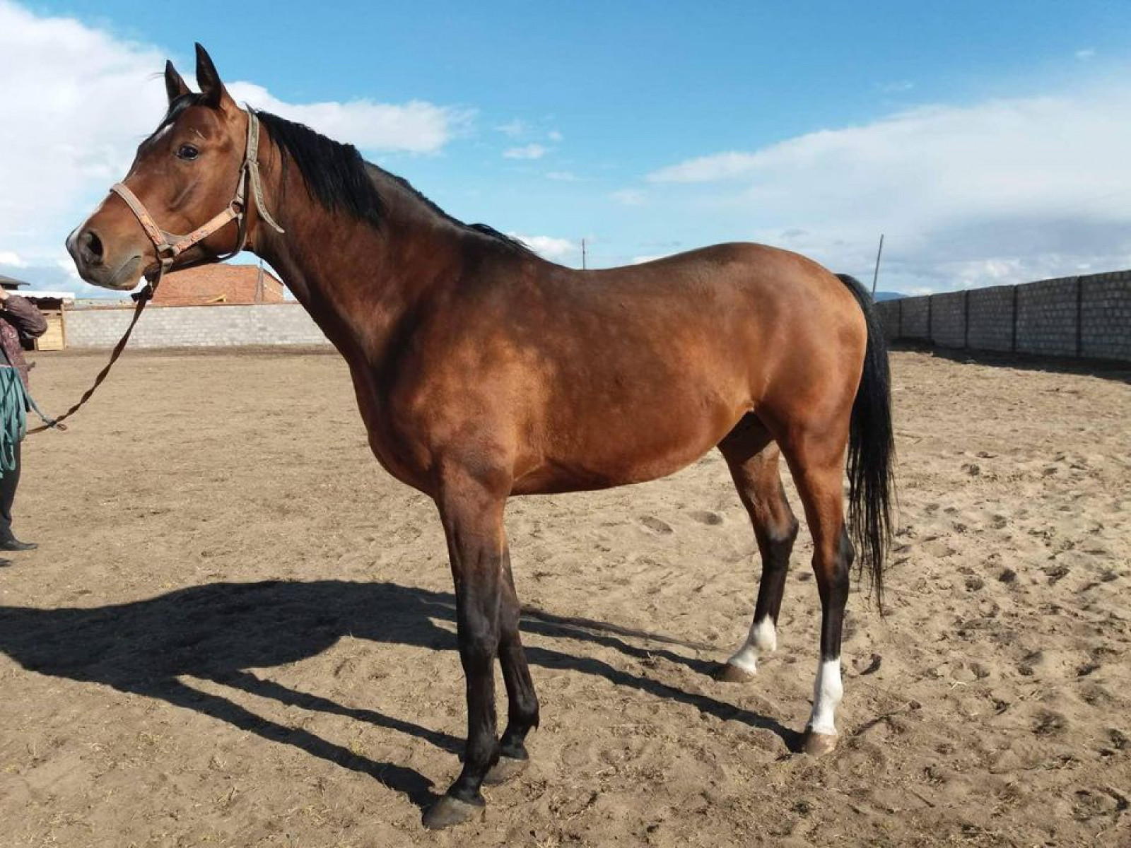 Цэвэр үүлдрийн Англи, Араб үүлдрийн азарганаас үр авч, генийн санд хадгалах ажлыг хийж байна