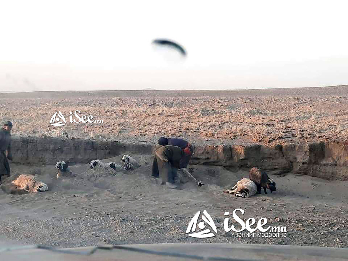 Төсвийн 1.8 тэрбум төгрөгөөр малын сэг зэм цэвэрлэх тээврийн хэрэгсэл худалдан авна