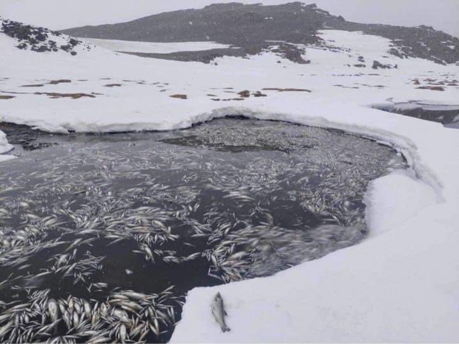 Даян нуурын баруун эрэгт загас үхсэн асуудлыг судалж байна