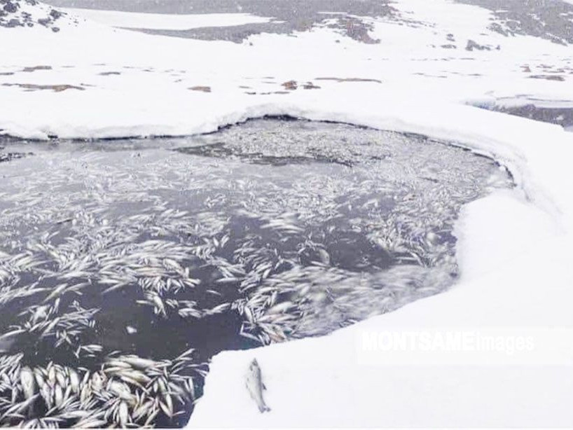 Загас олноор хорогдсон нуурын усны дээжийг Биологийн хүрээлэнд хүргүүлэв