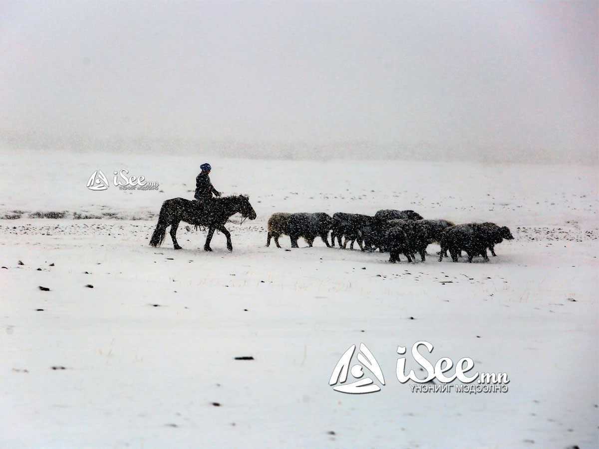 Улсын хэмжээнд 3.4 сая төл бойжиж байна