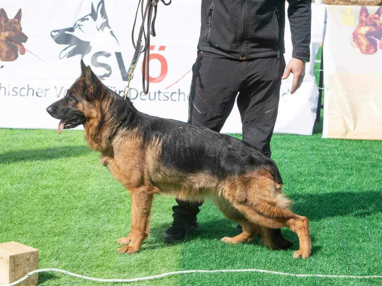 Хилийн цэргийн "Анита" дуудлагатай нохой "Герман хоньч нохойн аварга шалгаруулах-2024" тэмцээний дэд байрт шалгарчээ