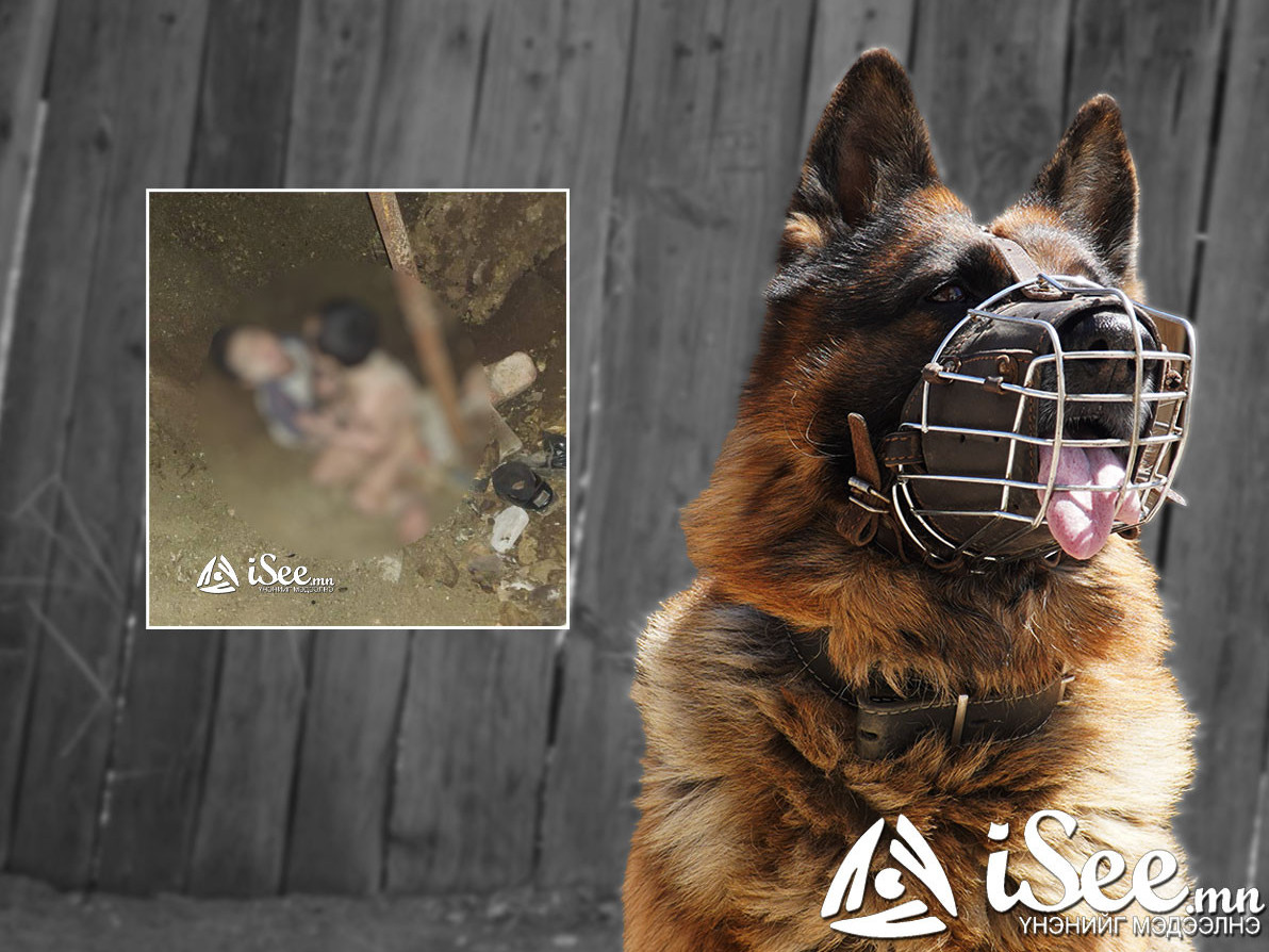 ХЭРГИЙН ГАЗАР: Эрэлч ноход хүүхдүүдийн гутлыг үнэрлэн, мөшгөсөөр гэрээс нь 300 метрийн зайд байх муу усны нүхнээс олжээ