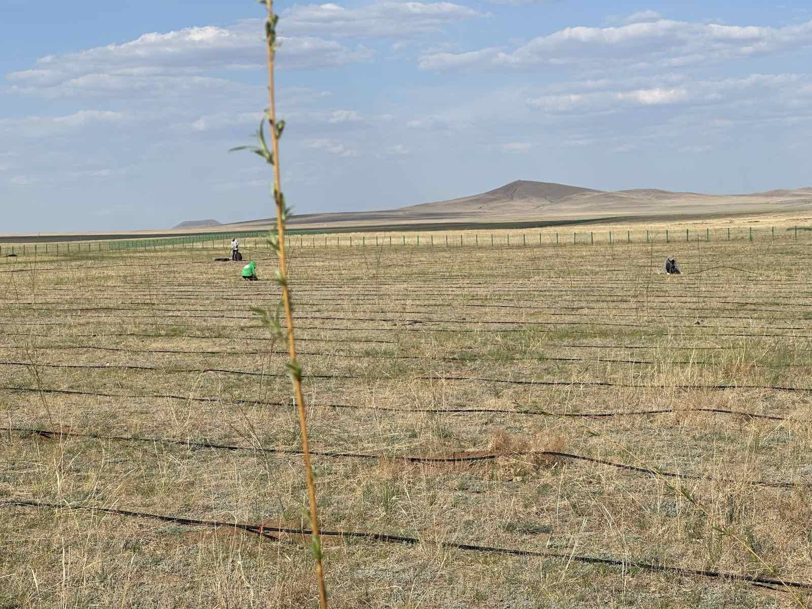 Сүхбаатар аймгийн Даргьганга сум, Ганга нуурын орчим 30 га газарт мод тарих ажил үргэлжилж байна