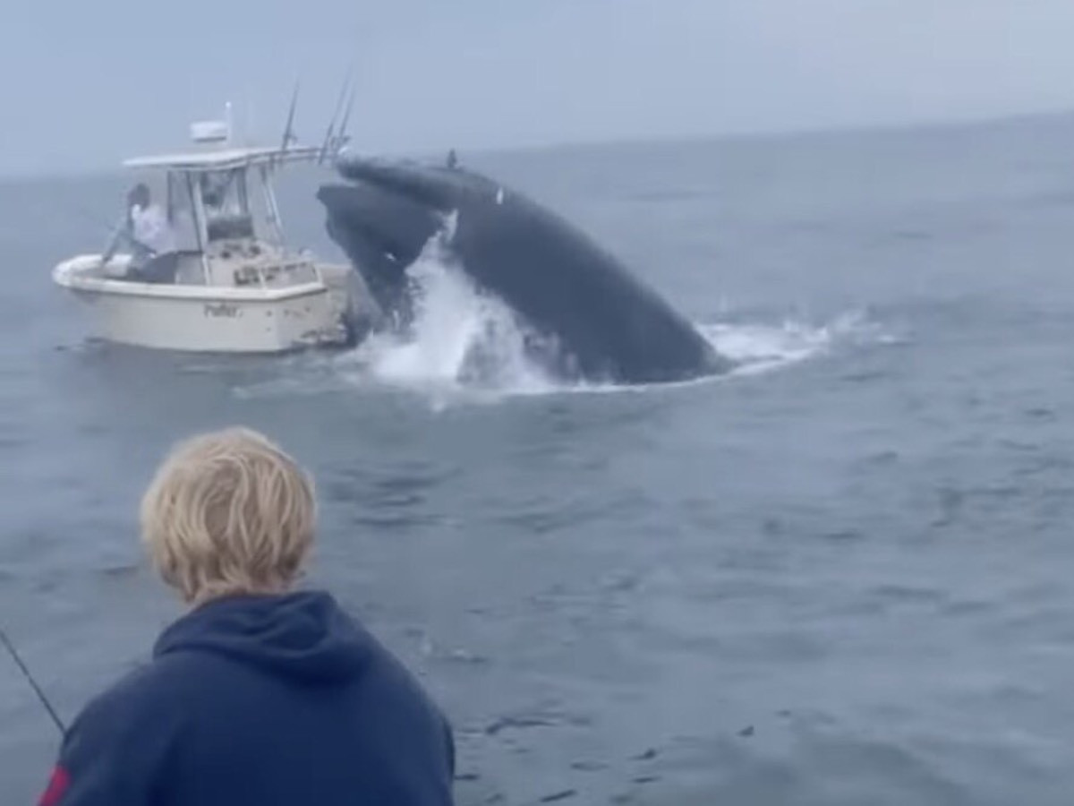 ВИДЕО: Халим загас усан завийг мөргөж, живүүлэх дөхжээ