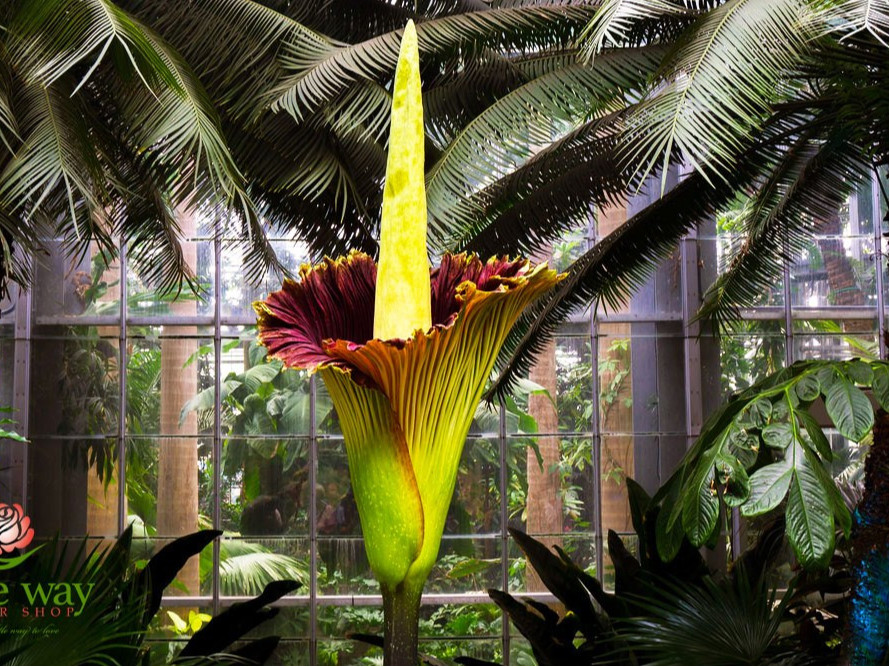 "Amorphophallus titanum" гэх нэртэй дэлхийн хамгийн том цэцэг цоморлогоо нээжээ 