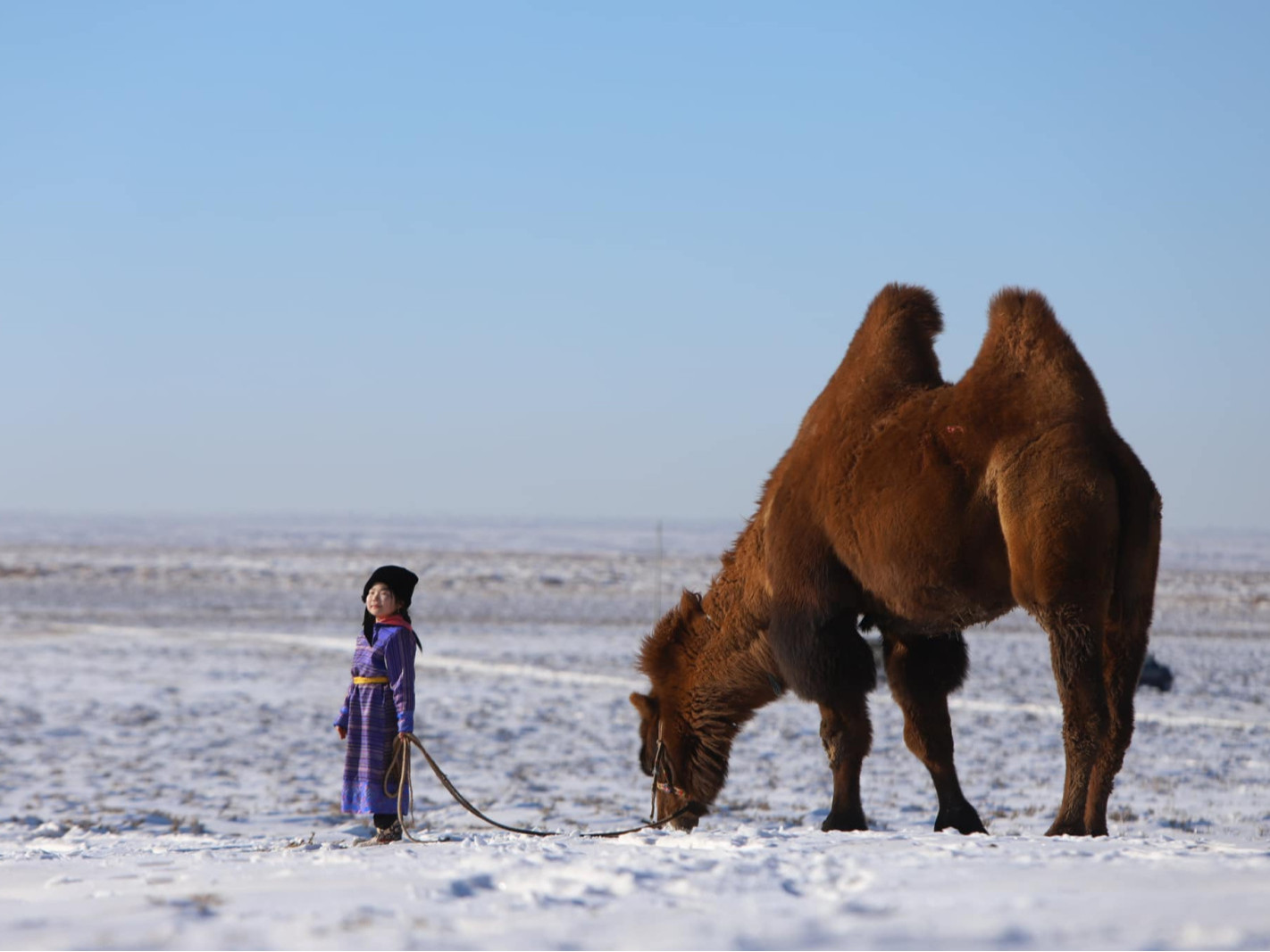 ФОТО: Өмнөговь аймгийн малчин Х.Оргодолын 3 метр өндөр улаан тэмээ Монголын хамгийн өндөр тэмээгээр тодорчээ