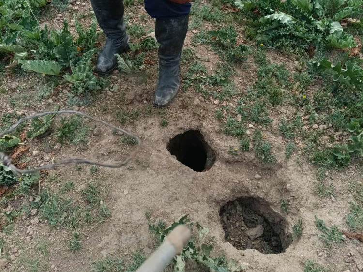 Богд уулнаас тарвага агнах гэж байсан этгээдийг илрүүлжээ