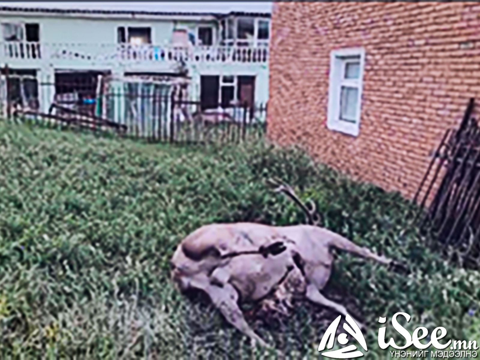 Стандартад нийцэхгүй хашаанаас болж халиун буга гэдсээ хүүлж энджээ