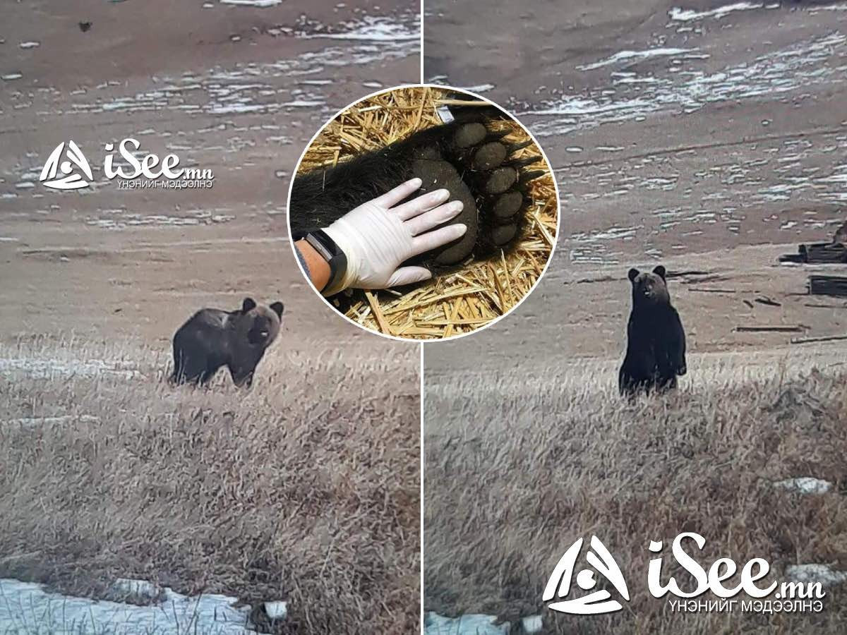 Хүрэн баавгай суурьшлын бүс рүү орж ирсэн тохиолдол Сэлэнгэд гарчээ