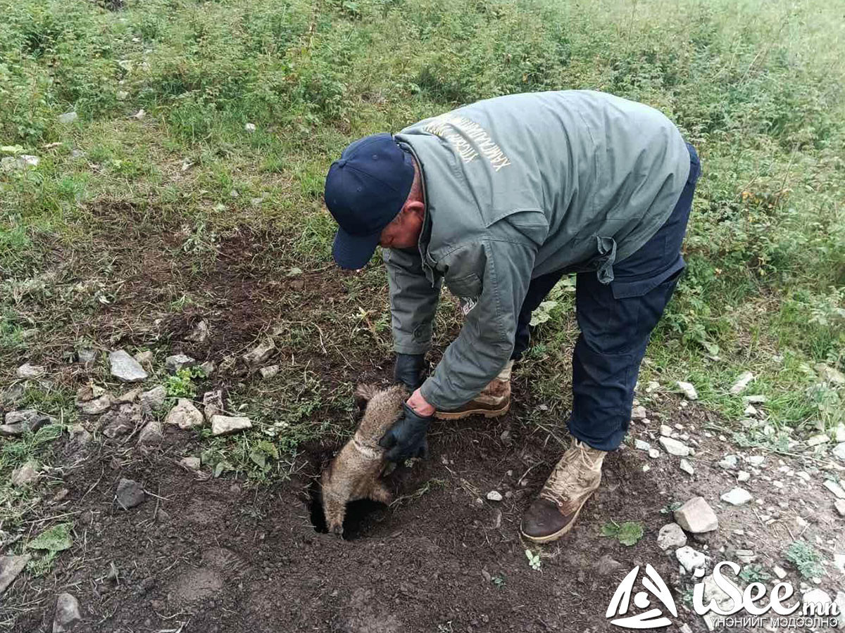 Хөвсгөл аймагт тарваган тахлаар нэг хүн өвдөж, эмчлүүлж байна