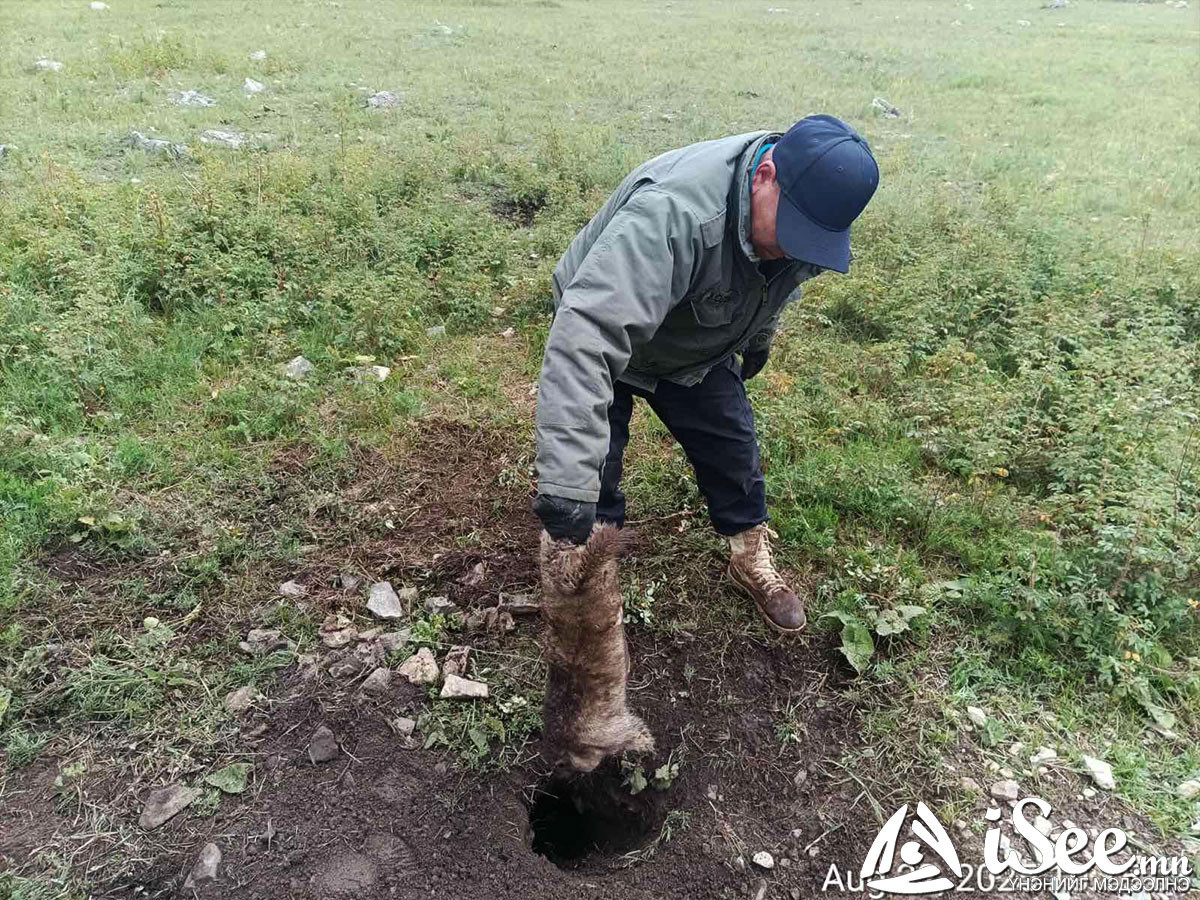 СУРВАЛЖИЛГА: Урхинд орсон тарвага удаандаа халуурч, тахал болох эрсдэлтэйг иргэд мэдэхгүй урхи тавих тохиолдол их байна