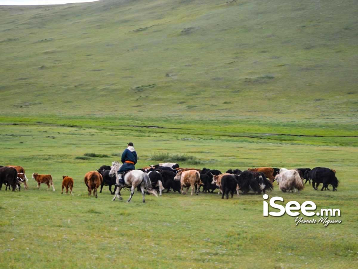 ВИДЕО: Улсын аварга малчин, улсын хошой аварга малчин шалгаруулах журмыг өөрчиллөө