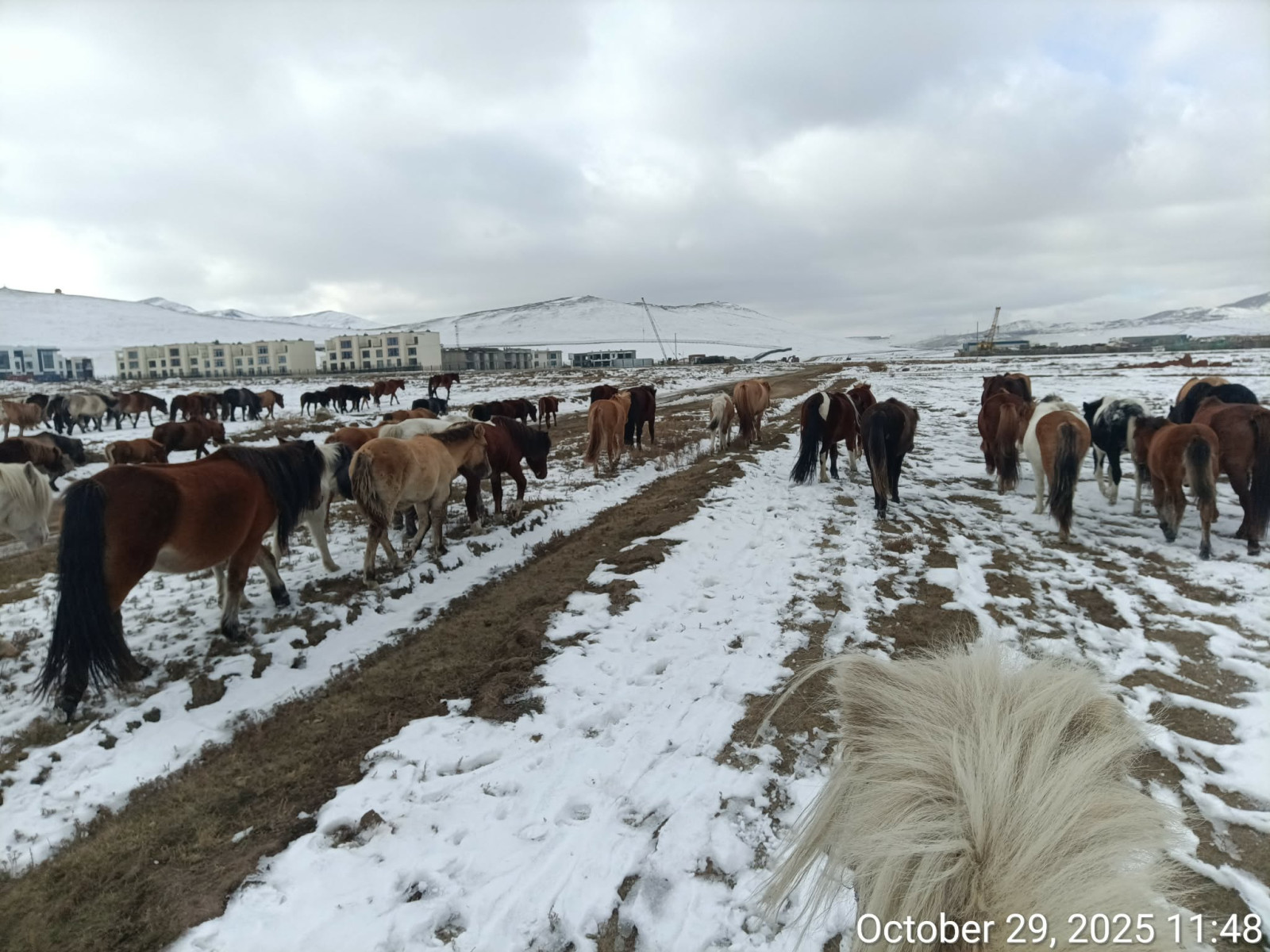 276 тооны адууг тусгай хамгаалалттай газар нутгаас гаргажээ