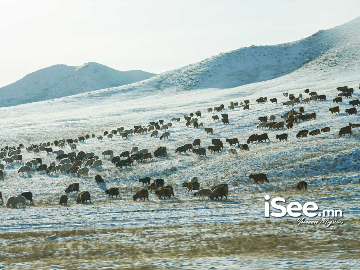 Зудын эрсдэл нийт нутгийн 2 хувьд нэн их, 16 хувьд их, 36 хувьд дундаж байх төлөв гарчээ