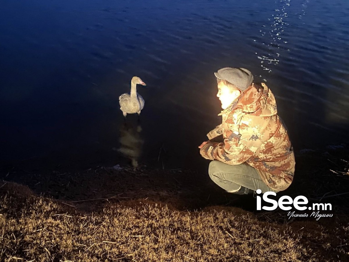 Сүргээсээ үлдсэн хун шувууг Увс аймгийн байгаль хамгаалагч авран хамгаалжээ
