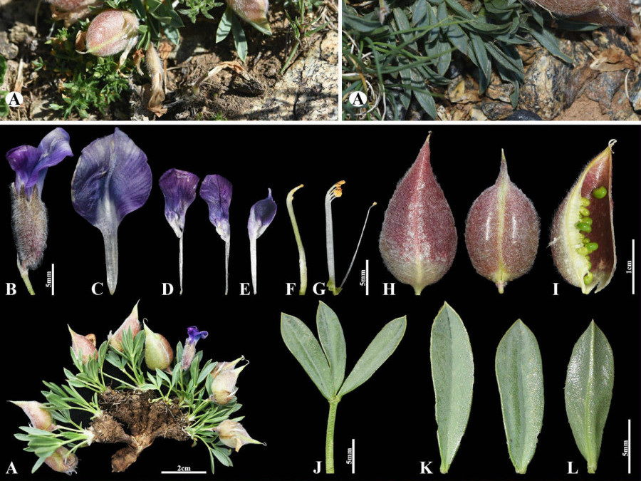 Монголоос тав дахь шинэ зүйлийн ургамал Дэлхийн ургамлын аймагт бүртгэгджээ