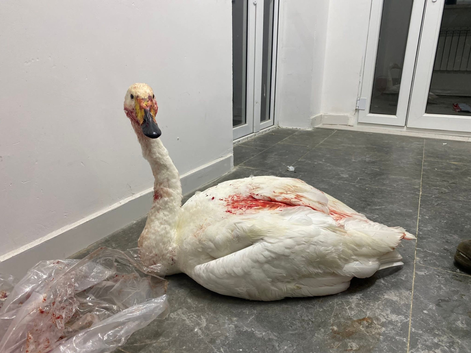 ФОТО: Завхан аймгийн Хаг нуурт шархдаж, үлдсэн хун шувууг нутгийн иргэд аймгийн Байгаль орчны газарт хүлээлгэн өгчээ