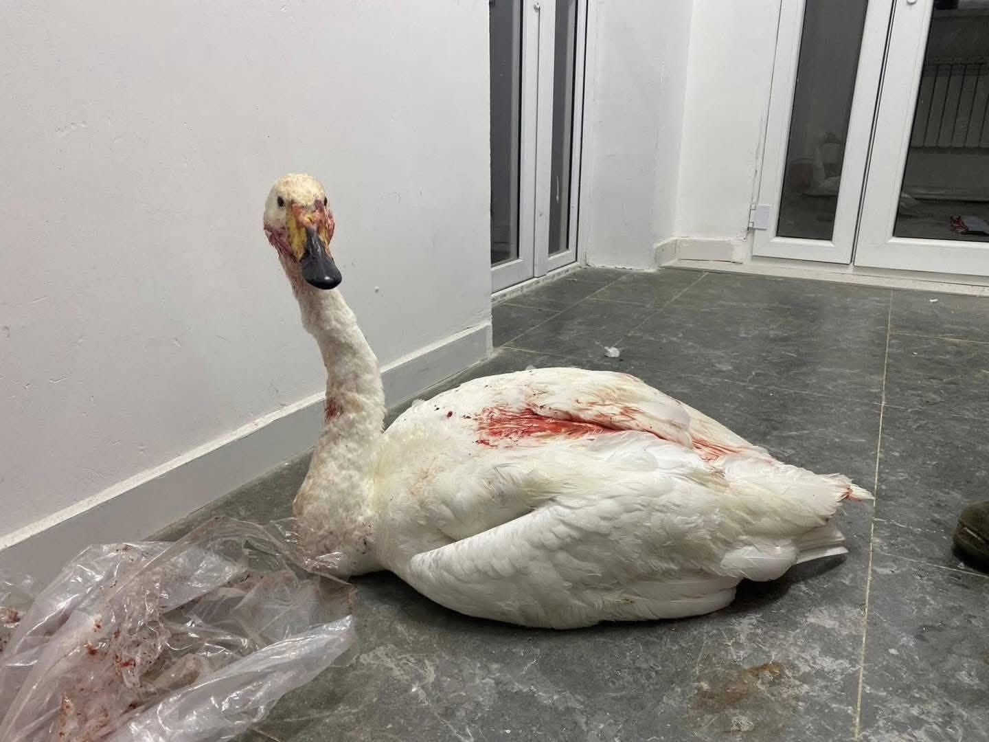 ТОДРУУЛГА: Шархдаж, сүргээсээ хоцорсон хун шувууг Ховд аймгийн Хаг нуурт тавихаар зөөвөрлөжээ