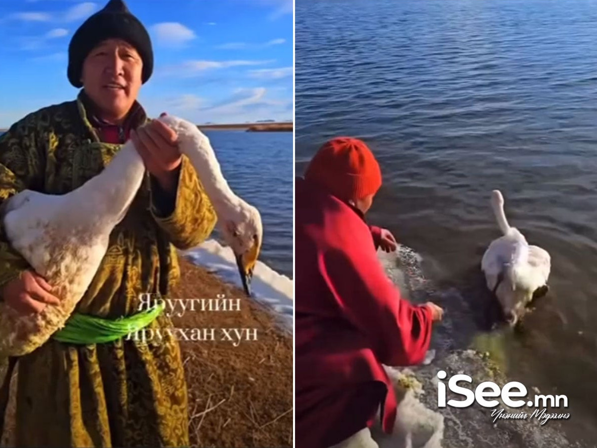 ВИДЕО: Завхан аймгийн Яруу суманд шархдаж, үлдсэн хун шувууг Ховд аймгийн “Далай нуурт” аваачиж, ижил сүрэгт нь нийлүүлжээ