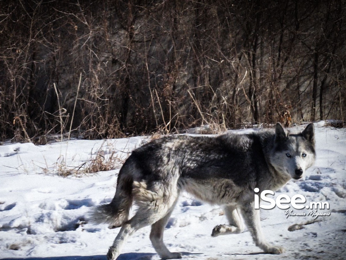 Говь-Алтай аймгийн зарим суманд хамгийн олон чоно агнасан хүнийг урамшуулах уралдаан зарлажээ