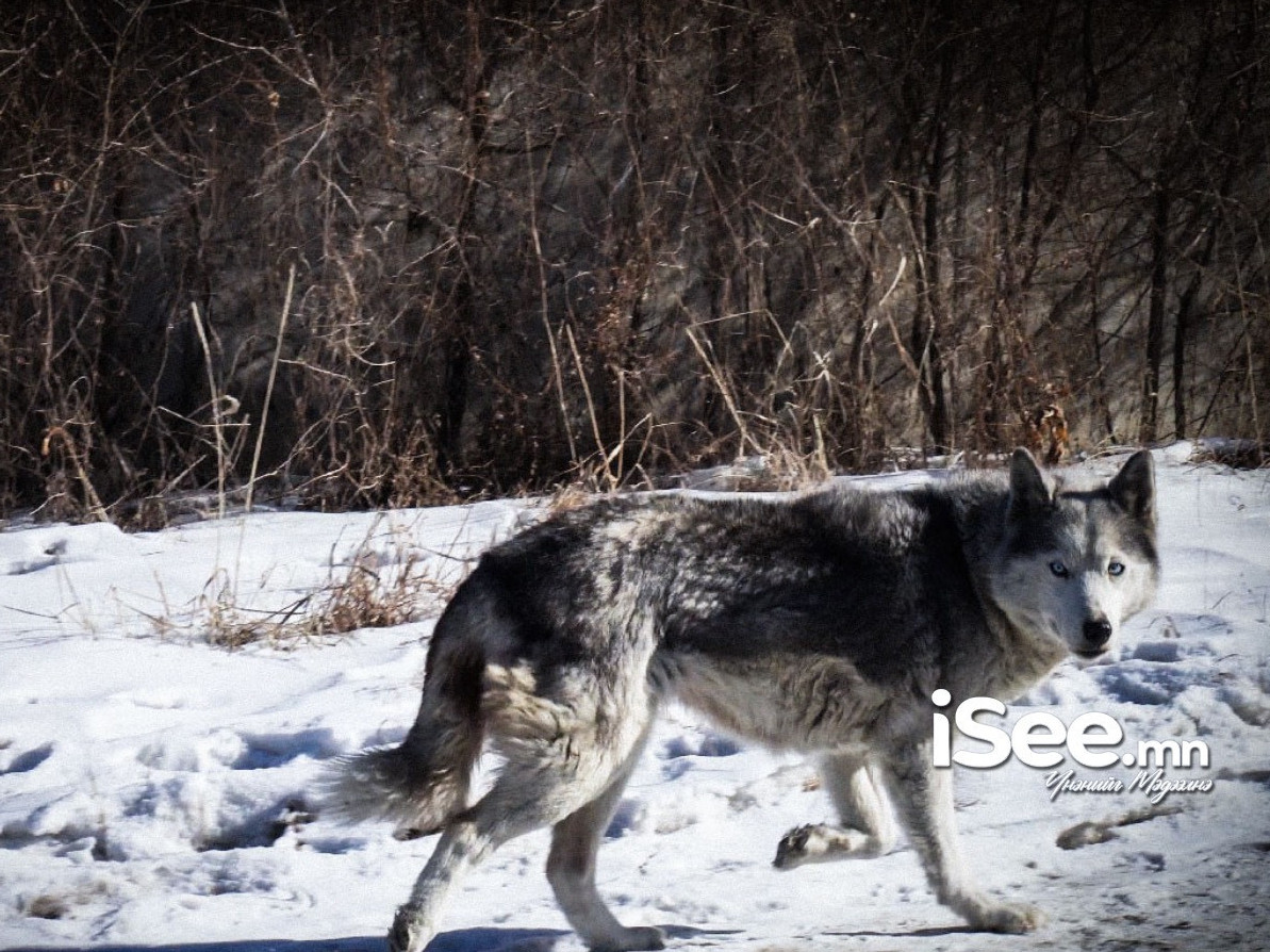 Ховд аймгийн Мөст сумын Давст баг чоно авлах уралдаан зарласан бөгөөд тус бүрийг 300 мянган төгрөгөөр урамшуулна
