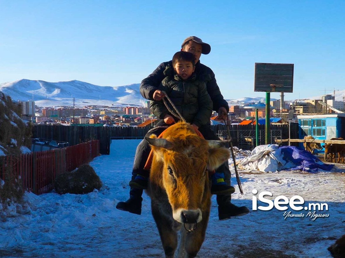 Ч.Жанчивсүрэн: Хүүгээ баярлуулахын тулд багаас нь тэжээсэн үхрийг унасан юм. Харин бид тэр өдрөө "Од" болчихсон