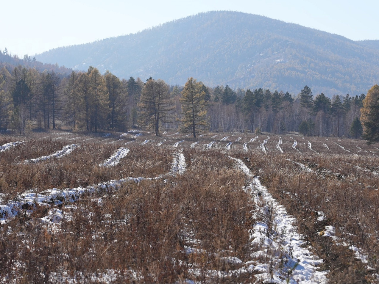 Тужийн нарсанд “Оюу толгой” компани 150 га талбайд нарс, шинэс хосолсон ойжуулалт хийлээ