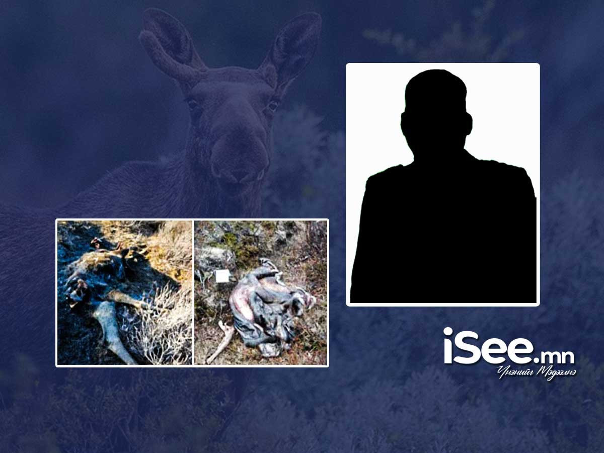 Хилийн цэргийнхэн "Молцог хандгай"-г төлтэй нь хамт хууль бусаар агнаад, тугалынх нь махыг шулж аваад явсан ноцтой хэрэг гарчээ