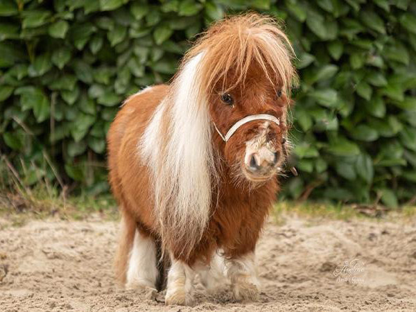 ФОТО: 52.6 сантиметр өндөртэй азарга Гиннесийн амжилтыг эвджээ
