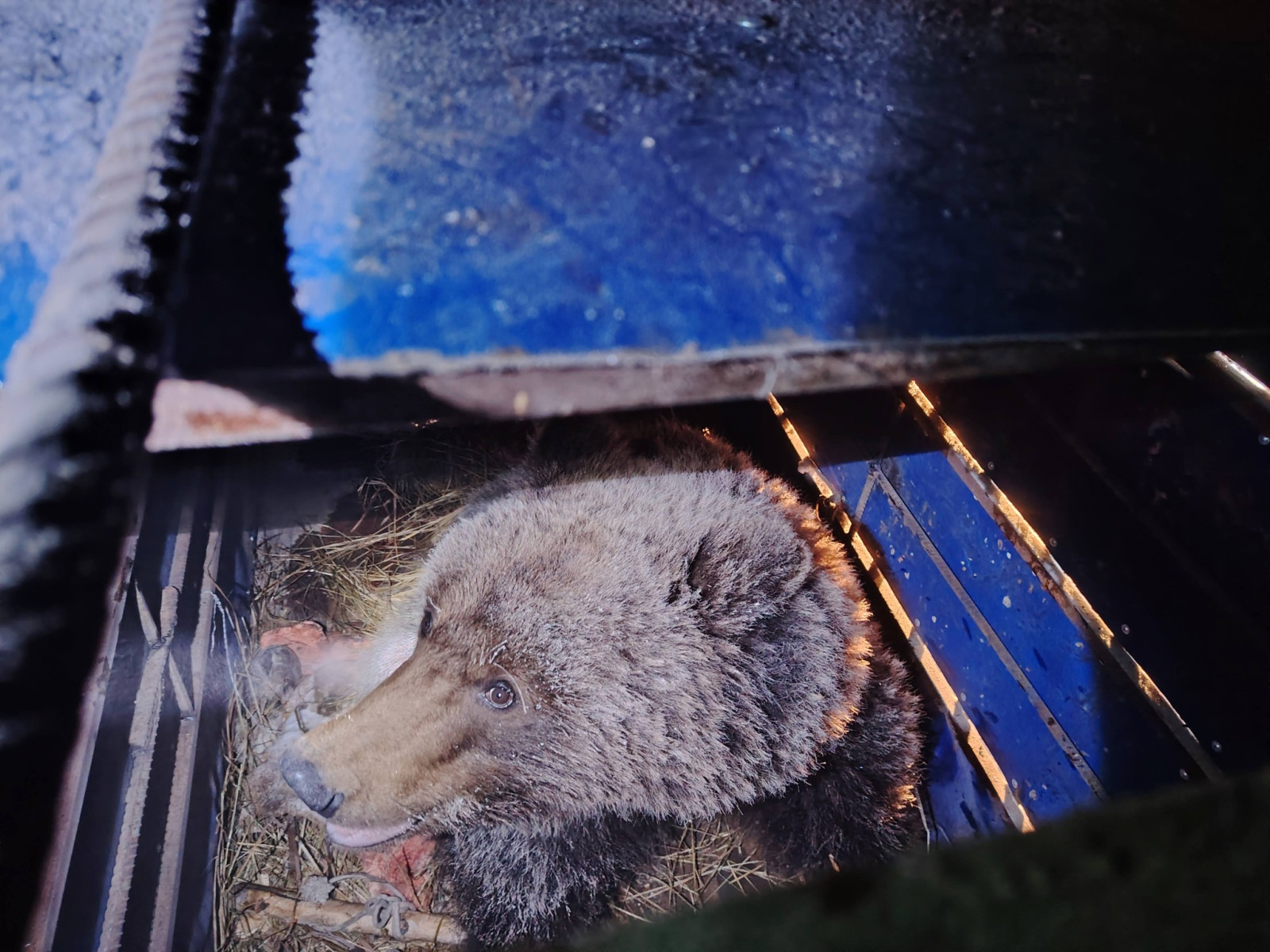 Увс аймгийн Тэс суманд малын бэлчээрт орж ирсэн баавгайг нэг сар ажигласны эцэст барьж авчээ /ВИДЕО/