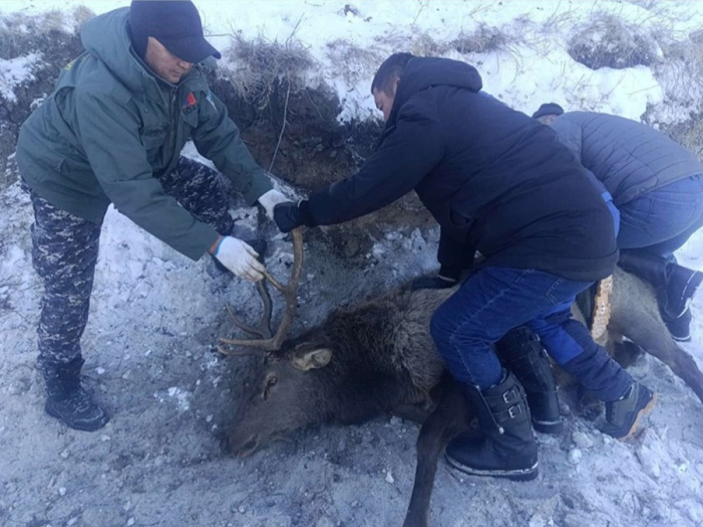 Төмөр хайсанд орооцолдсон бугыг суллан байгальд тавьжээ