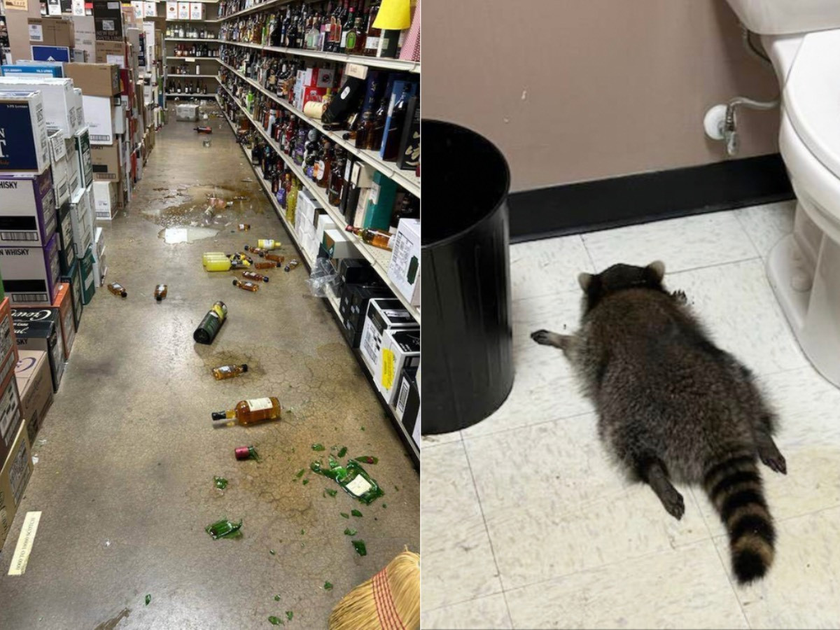 ВИДЕО: Архины дэлгүүрт согтуу элбэнх ухаан алдсан байдалтай олджээ