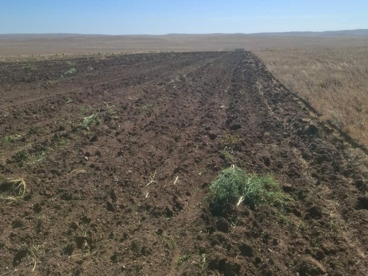 Сүхбаатар аймагт 0.4 га газар мансууруулах төрлийн ургамал тариалсан байсныг илрүүлжээ