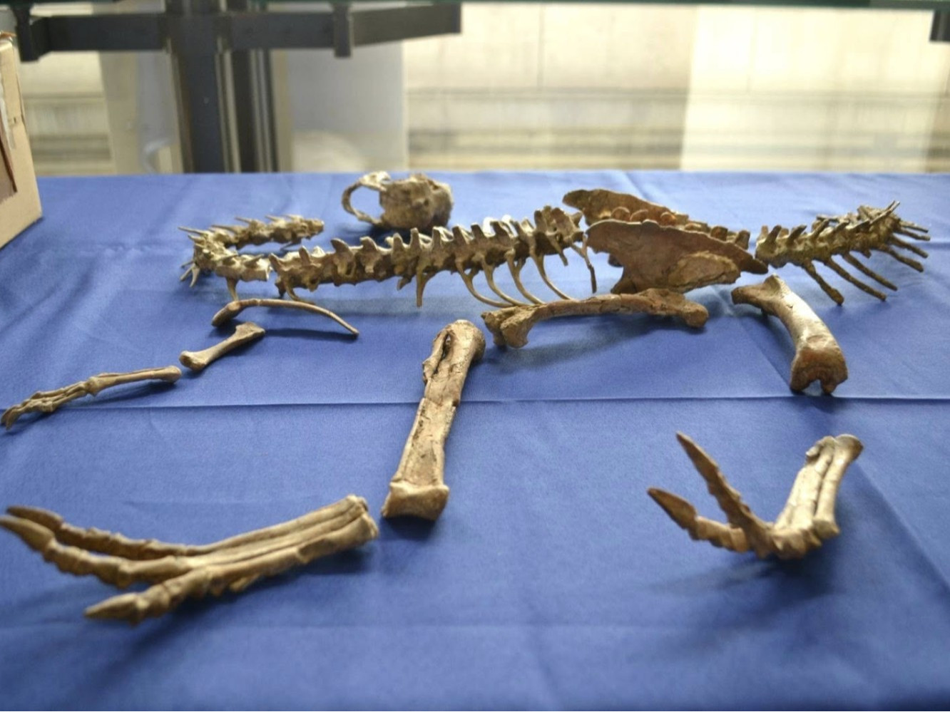 Монголын нутгаас хулгайлсан үлэг гүрвэлийн чулуужсан олдворуудыг эгүүлэн авлаа