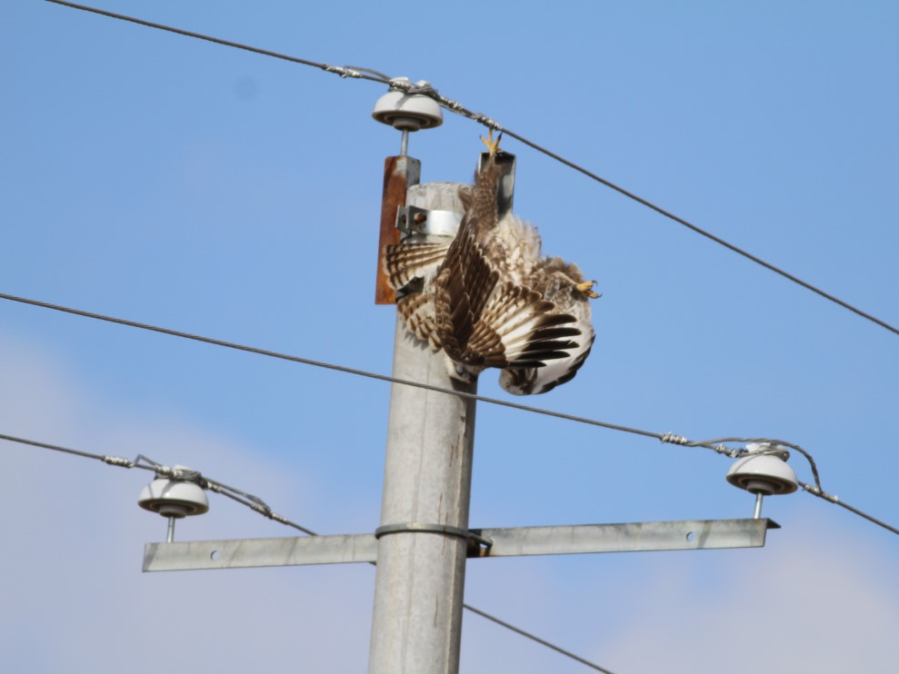 Махчин шувуудыг цахилгаанд цохиулах эрсдлээс хамгаалахын тулд тусгаарлагч суурилуулахаар болжээ