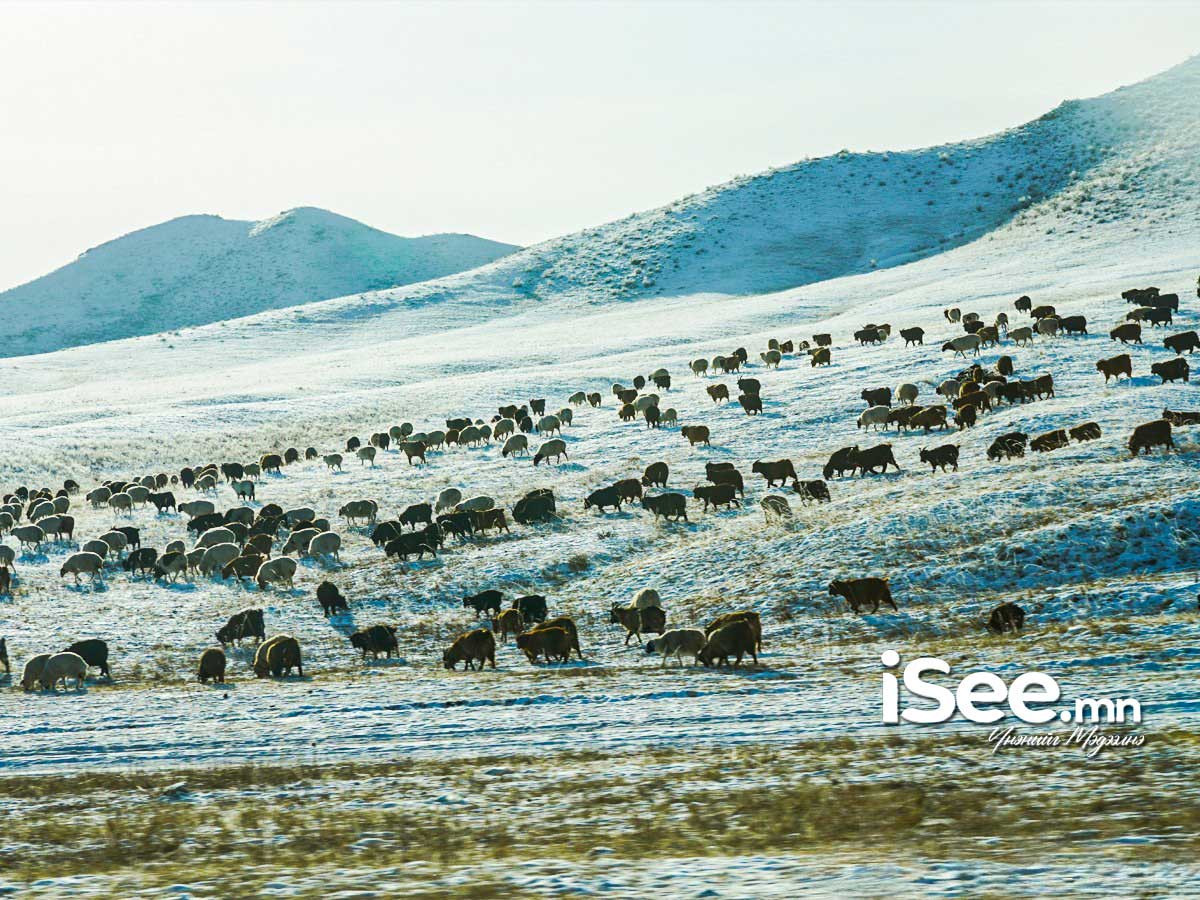 Нийт нутгийн 23 хувьд өвөлжилт хүндрэх эрсдэл "маш их" байна