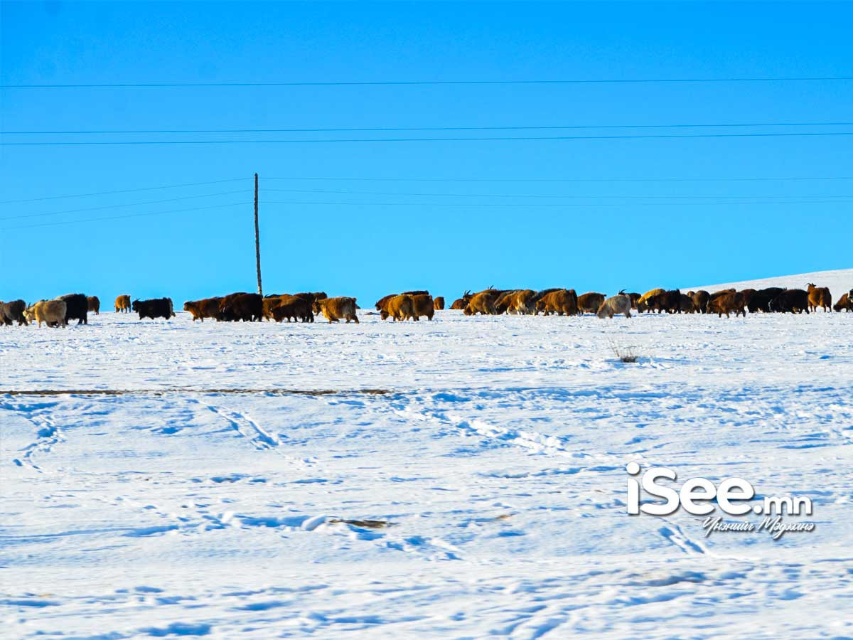 СЭРЭМЖЛҮҮЛЭГ: Ихэнх нутгаар цас орж, хүчтэй цасан шуурга шуурна