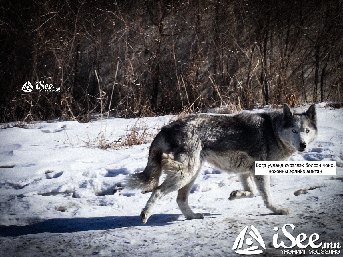 Зэрлэгшсэн нохойн үргээлгийн ажлыг эрчимжүүлэх зэрэгт хамтран ажиллахаар болжээ