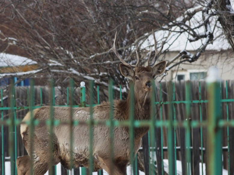 Богдхан ууланд цас их орсонтой холбоотойгоор зэрлэг амьтад олон тоогоор уулнаас буух болжээ