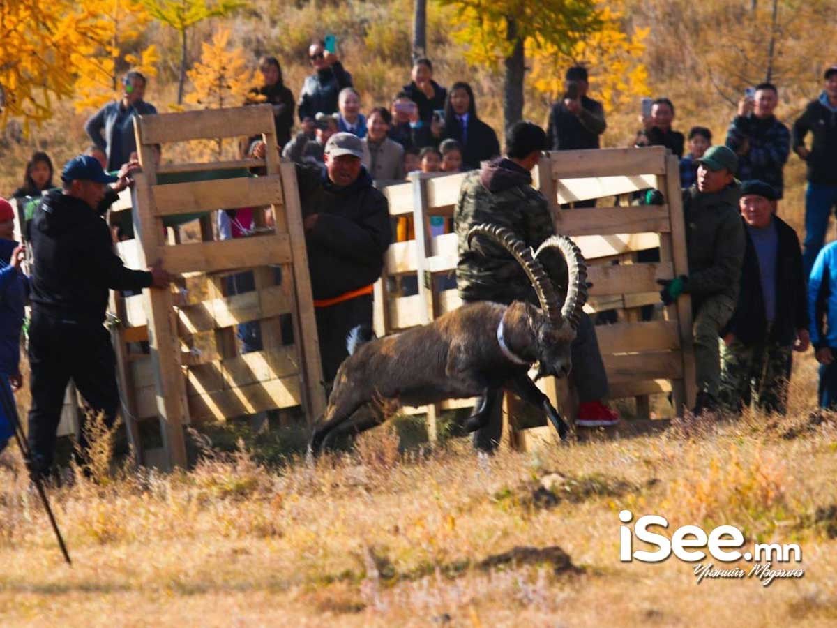 Архангай аймгийн Булган ууланд нутагшуулсан янгирын тоо толгой 70 болж өссөн байна