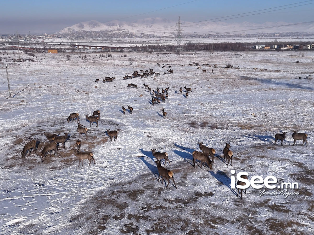 ВИДЕО: Богдхан ууланд цас ихээр орж, өвөлжилт хүндэрсэн тул бугын сүрэг хүний суурьшлын бүс руу сүрэглэн орж ирэх болжээ