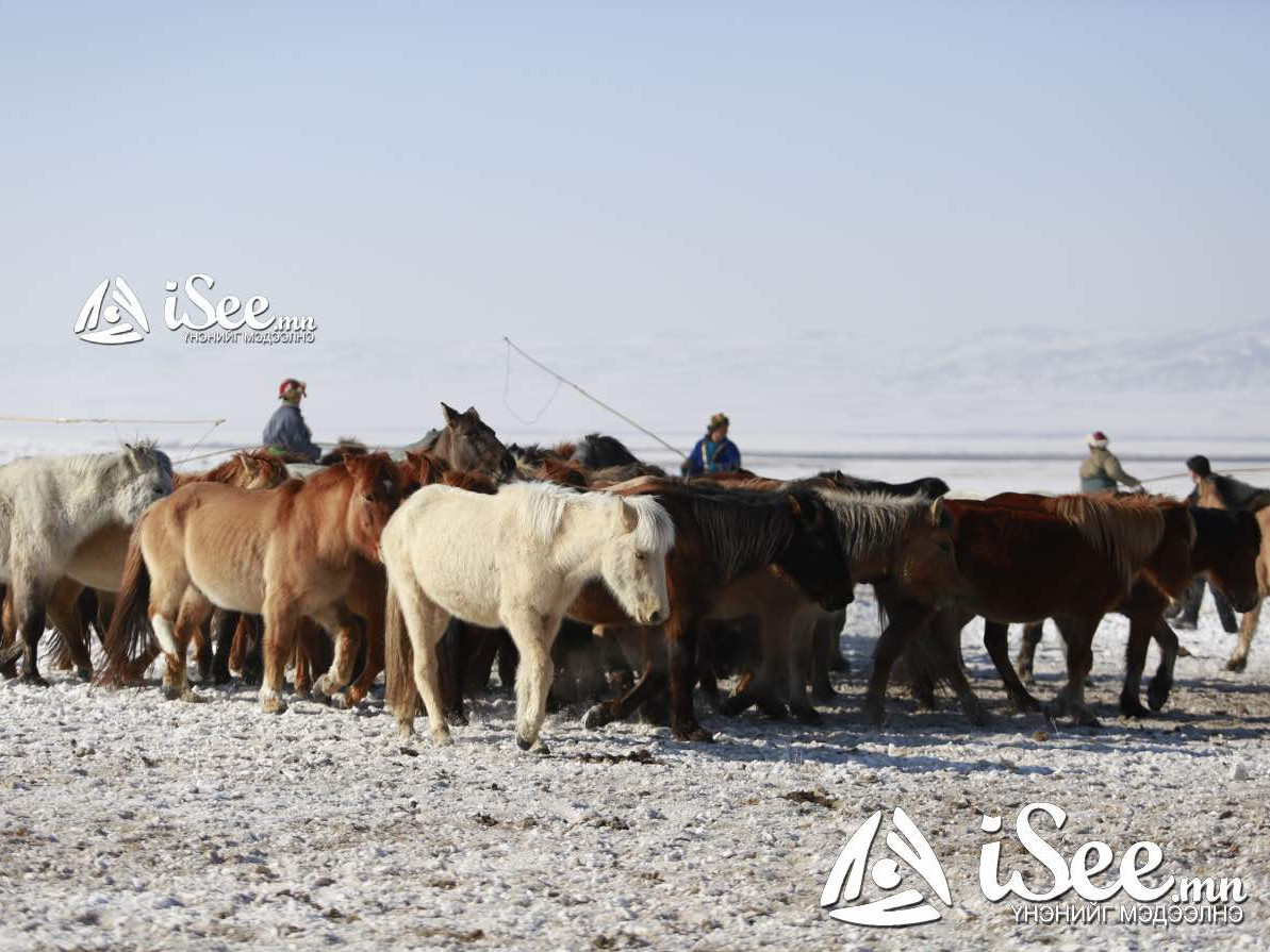Улсын хэмжээнд малын тоо 445 мянгаар өсч, 58.1 сая толгой мал тоологджээ