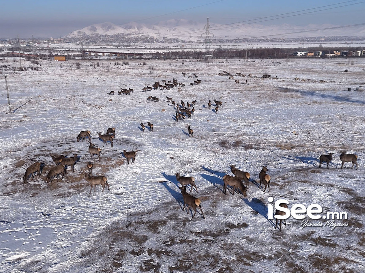 "Халиу буга, гөрөөс, могой, нүүдлийн шувууд суурьшлын бүсэд орж ирж, бэртэх нь элбэг"