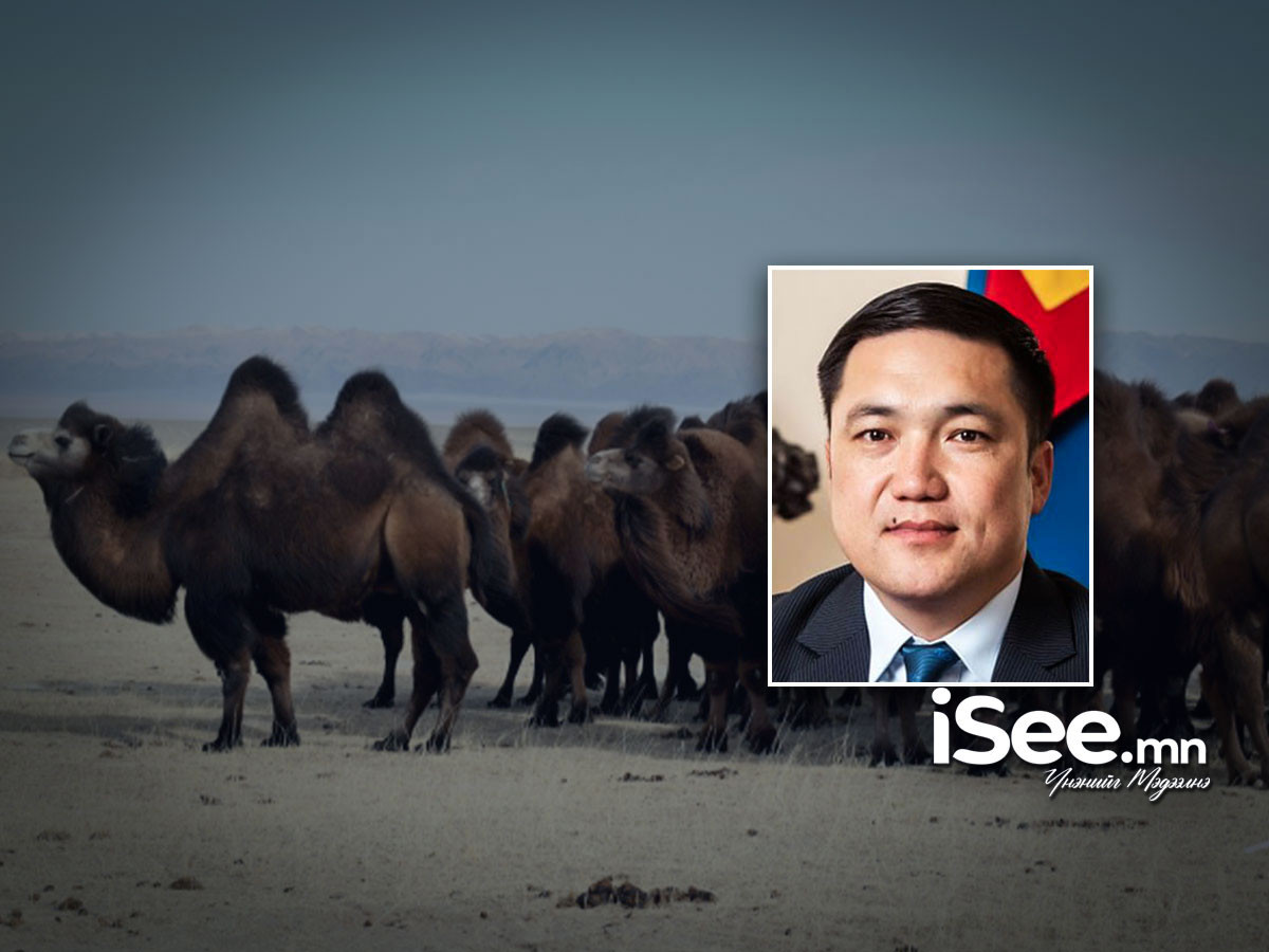 Өмнөговь аймаг “Тэмээ судлах төв” ОНӨААТҮГ байгуулахаар 1 тэрбум гаруй төгрөгийн тендер явуулж, Засгийн бодлогыг “сөрсөн” шийдвэр гаргажээ