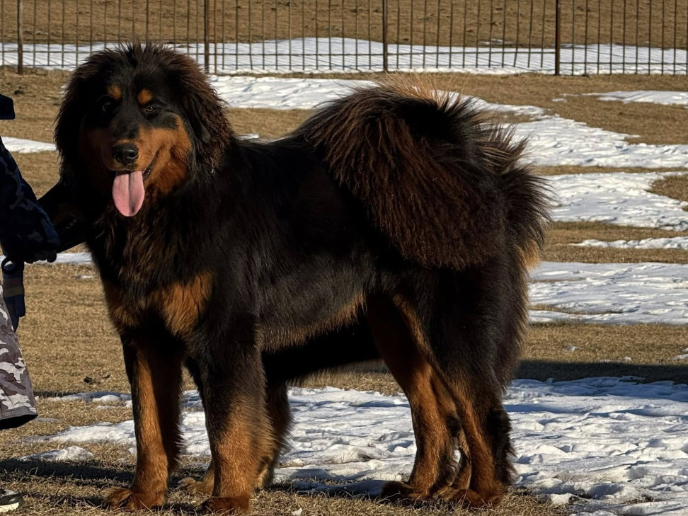 Монгол банхарыг сурталчлах ажилд оролцдог сургуультай нохойг хулгайлсан байж болзошгүй хэрэг гарчээ 