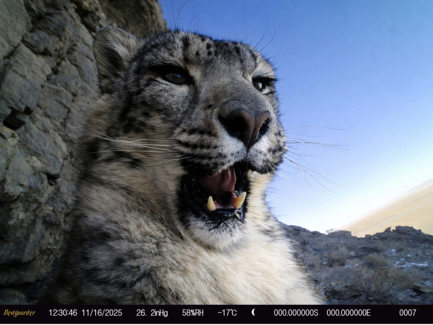 Хомын тал байгалийн цогцолбор газарт нэн ховор цоохор ирвэсийн зургийг тун ойроос буулгажээ