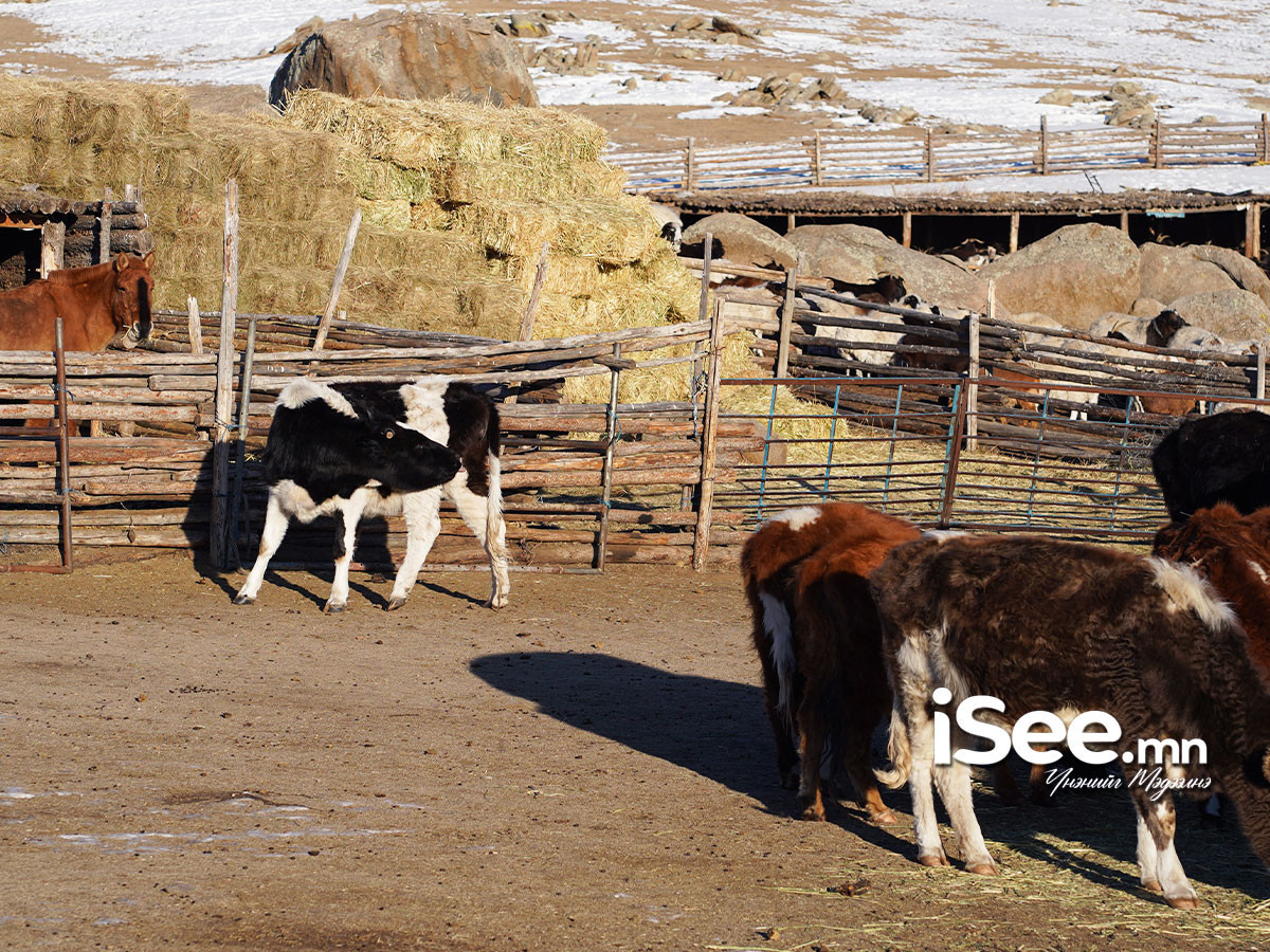 Ирэх долоо хоногийн Пүрэв гарагт ихэнх нутгаар хүйтний эрч суларна